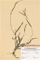 藏品(亨利馬唐)的圖片